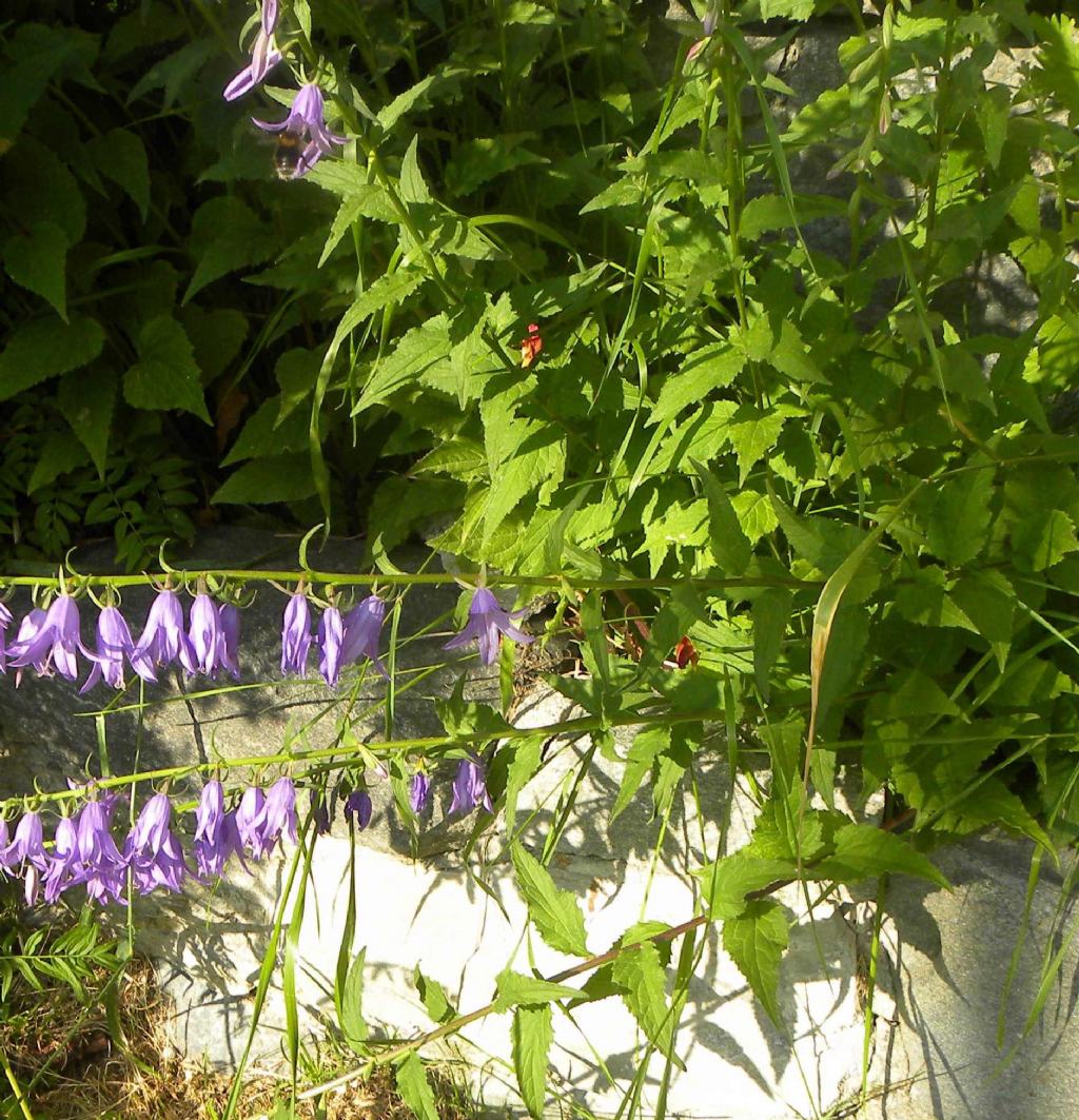 Campanula rapunculoides o latifolia?